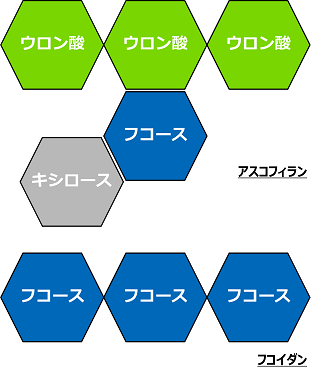 アスコフィランの構造・機能説明図
