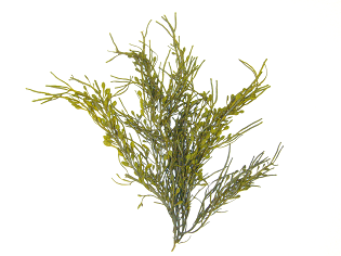 ヒバマタ（Ascophyllum nodosum）北欧産海藻
